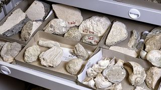 Blick in den Sammlungsschrank: Tropische Riffkorallen aus dem heutigen Frankreich von vor 40 Millionen Jahren.