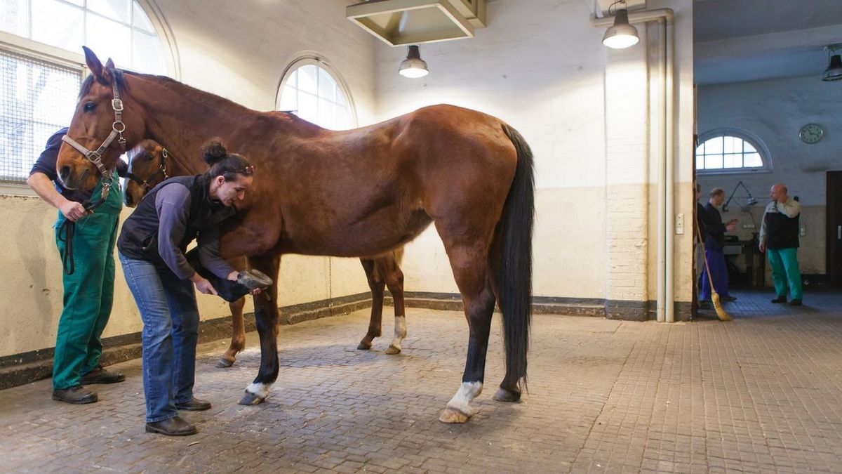 zur Vergrößerungsansicht des Bildes: Studierende der Veterinärmedizin üben an einem Pferd im Stall