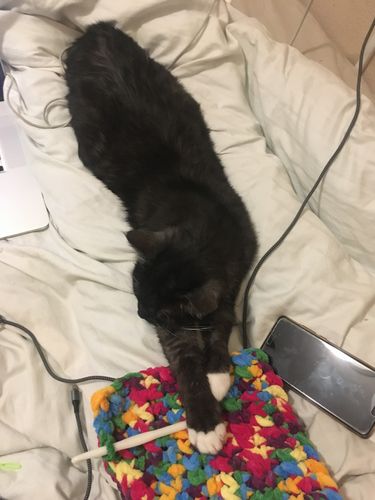 schwarze Katze auf einer Decke