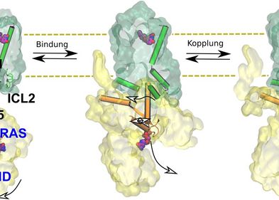 Durch Bindung an den Rezeptor (grün) verändert das G-Protein (gelb) seine Form und setzt das Regulatormolekül GDP frei.