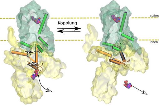 Binding to the receptor (green) causes the G protein (yellow) to change its shape and release the regulatory molecule GDP. Photo: Peter W. Hildebrand