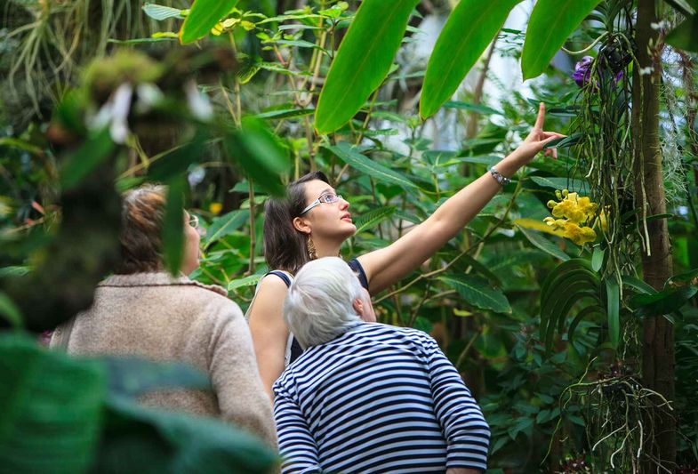 Universitat Leipzig Orchideenzauber Zu Spater Stunde