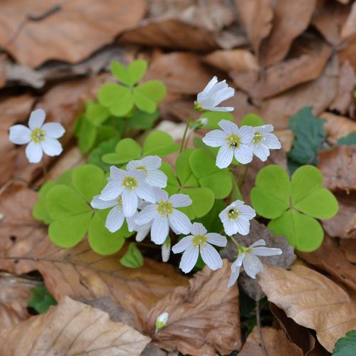 Zu sehen ist eine Abbildung des Wald-Sauerklees.