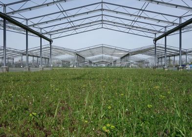 Test plot with sustainable grassland use in the GCEF field experiment overseen by the Helmholtz Centre for Environmental Research (UFZ) in Bad Lauchstädt. The roof structures simulate future climate conditions such as summer drought and warming. Photo: Marie Sünnemann