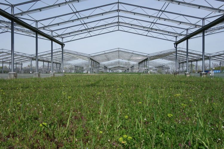 Test plot with sustainable grassland use in the GCEF field experiment overseen by the Helmholtz Centre for Environmental Research (UFZ) in Bad Lauchstädt. The roof structures simulate future climate conditions such as summer drought and warming. Photo: Marie Sünnemann