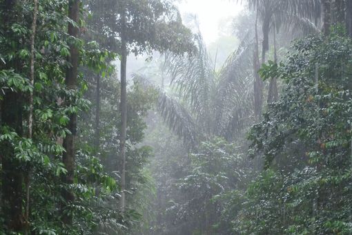 Auf dem Bild ist ein Regenwald im Regen zu sehen.