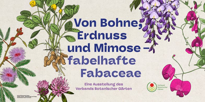 Fabelhafte Fabaceae - Woche der Botanischen Gärten 2024, Abb.: Verband Botanischer Gärten