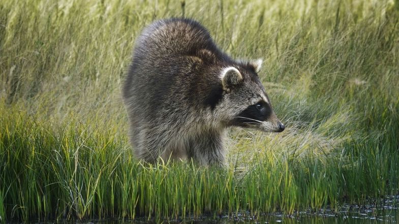 Farbfoto: Naturaufnahme eines Waschbären, der auf einer grünen Wiese steht