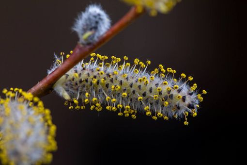 Pollen können auf lokaler Ebene häufigere Niederschläge auslösen.