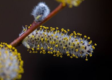 Pollen können auf lokaler Ebene häufigere Niederschläge auslösen.