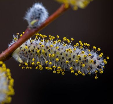 Pollen können auf lokaler Ebene häufigere Niederschläge auslösen.