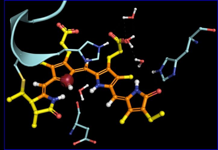 Schematische Darstellung eines Phytochromes. Dieses "Auge" der Pflanze ist ein Fotorezeptor-Protein, das Licht detektiert. Bei der Licht-Absorption werden darin positive und negative elektrischen Ladungen verschoben.