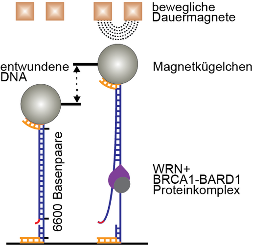 Infografik zur magnetischen Pinzette als Instrument des Auftrennens der DNA durch BRCA1 