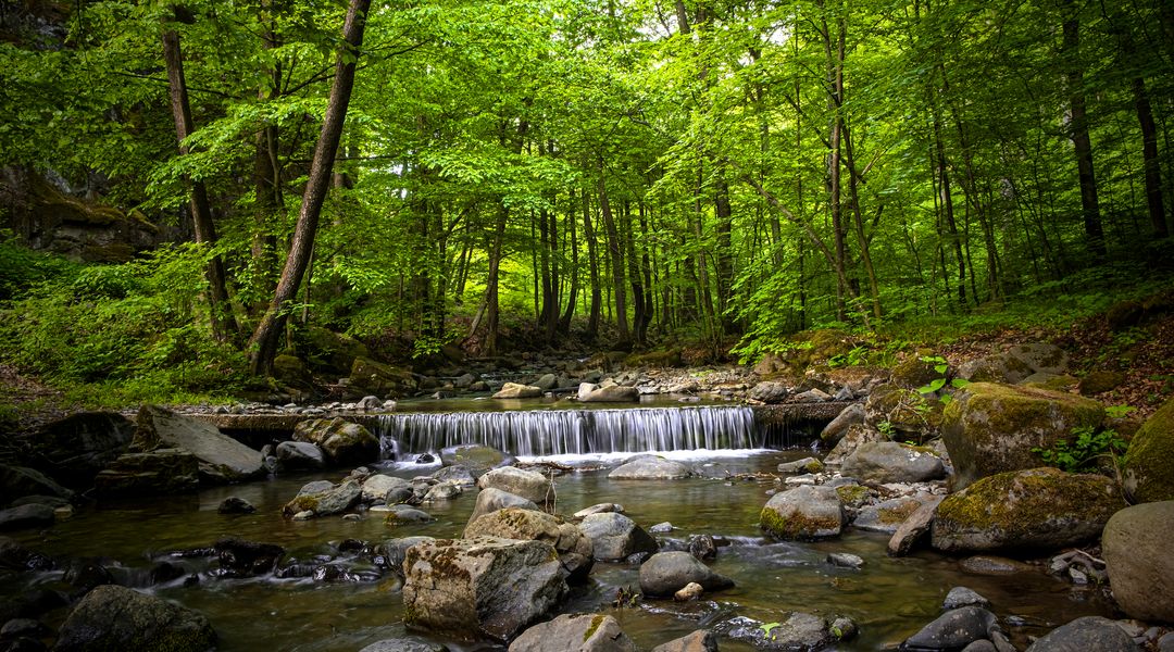 Durch einen dichten grünen Wald fließt ein Bach mit vielen Steinen und einem kleinen Wasserfall.