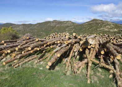 Die großflächige Abholzung von Wäldern wirkt mehr erwärmend auf das Klima als bisher angenommen. In den abgeholzten Gebieten nehmen die Wolken ab.