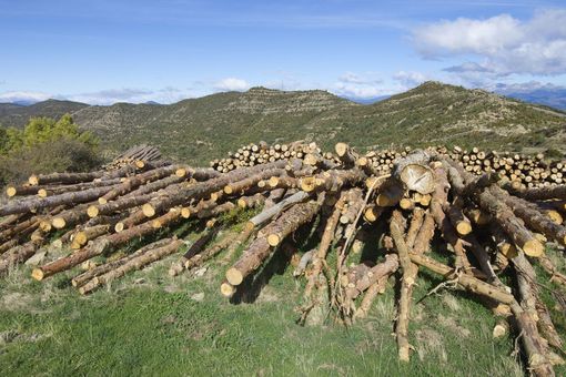 Die großflächige Abholzung von Wäldern wirkt mehr erwärmend auf das Klima als bisher angenommen. In den abgeholzten Gebieten nehmen die Wolken ab.