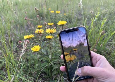 The Flora Incognita app makes it easy to identify plants with a smartphone. Photo: Flora Incognita