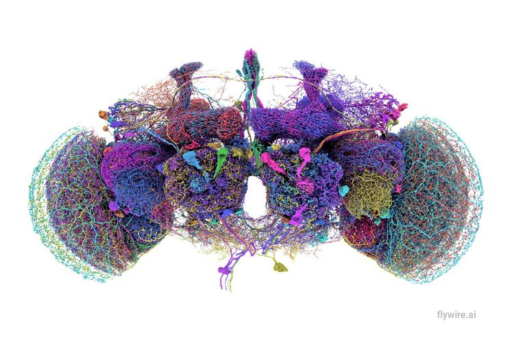 Reconstruction of the 50 largest neurons of the connectome in the fly brain. Credit: Tyler Sloan and Amy Sterling for FlyWire, Princeton University, (Dorkenwald et al., 2024)